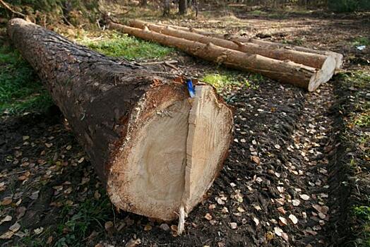 Мэр Кудрявцев возмутился варварским сносом елей в Новосибирске