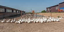 Злой гусь держит в страхе всю округу