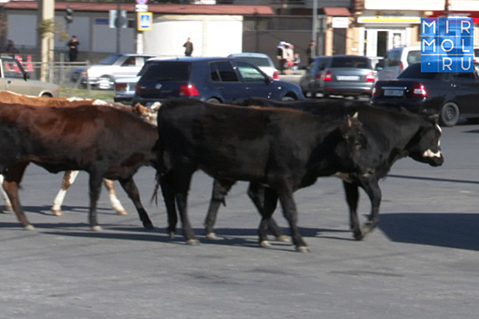 Незаконный выпас скота обернулся штрафом для махачкалинца