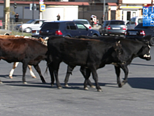 Незаконный выпас скота обернулся штрафом для махачкалинца