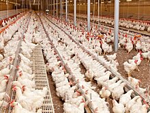 Почти 2 млн цыплят в год будет получать реконструированный птичник в Ульяновской области