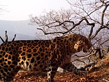 Все Приморье станет "Землей леопарда": пятнистым кошкам откроют новые территории