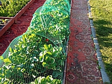 Защищаем клубнику от птиц. Как натянуть сетку так, чтобы между дугами она не "подпрыгивала"