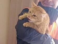 Милого рыжего кота вызволили из оконного плена в Новосибирске