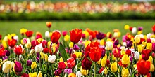 Фестиваль тюльпанов в Бишкеке: в Ботаническом саду высадили больше 100 краснокнижных цветов