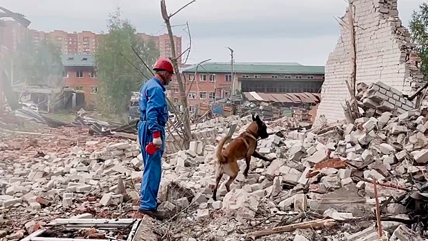 Спасатели с собаками ищут людей под завалами после взрыва в Сергиевом Посаде