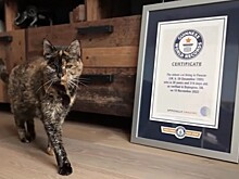 Как выглядит самая старая кошка на свете и сколько ей лет