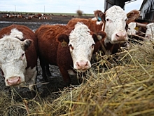 В Волгоградской области проверили 7,2 тысячи тонн кормов для животных