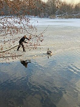 Спасали горячей водой из бутылки: в Южном парке примёрз лебедь