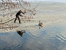 Спасали горячей водой из бутылки: в Южном парке примёрз лебедь
