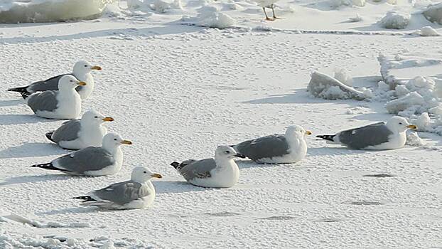 Синоптик Ильин объяснил причину резкого похолодания в Москве