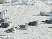 Синоптик Ильин объяснил причину резкого похолодания в Москве