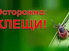 Нашествие клещей ожидает в этом году Новосибирскую область