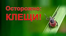 Нашествие клещей ожидает в этом году Новосибирскую область