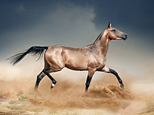 «Крылатые скакуны»: в Туркменистане к Новому году представили яркое цирковое шоу