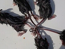 Житель Ставрополья нашел в огороде живого "крысиного короля"