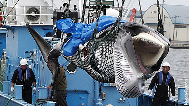 Национальные комплексы японцев обрекли на смерть дельфинов и китов