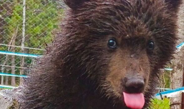 На Алтае спасли медвежонка, просидевшего на дереве двое суток