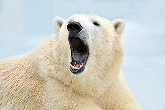 «Еда закончится, и они захотят вас съесть»: ученый о бегстве медведей