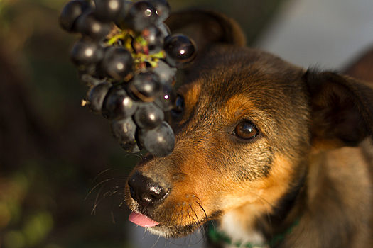 Можно ли собакам виноград и если нельзя, то почему?