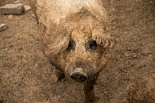 В Венгрии под угрозой вымирания из-за АЧС оказалась самая вкусная порода свиней