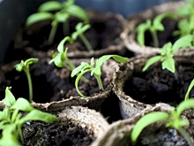 Календарь огородника: названы сроки посадки перца, томатов и баклажанов