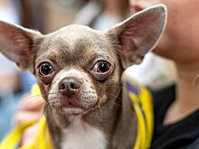 Ветеринар Дмитриев: первые признаки болезни питомца – вялость и отказ от еды