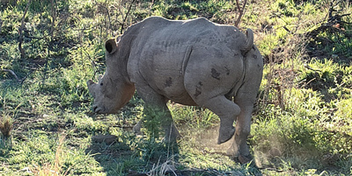 Миссия выполнима: спасти африканских носорогов