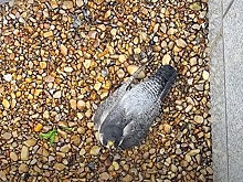 На Урале сапсаны вывели птенцов на многоэтажке среди города