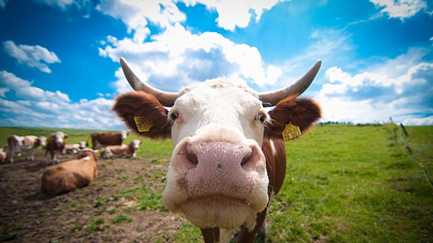 Мычащее преступление. Тюменец угнал из Зауралья стадо коров