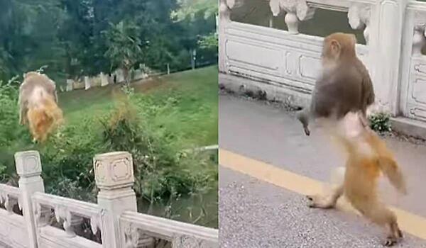 Примат грациозно прошёл по мосту и удивил Сеть