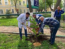 Саратовские медики высадили березы в память о врачах, трудившихся в военное время