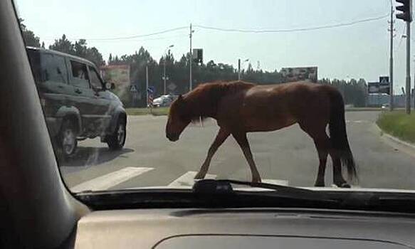 На горной дороге в Крыму свободно разгуливают не стреноженные полутонные лошади