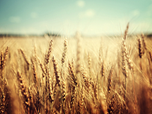 В Омске вывели новый сорт пшеницы, а в Москве у пшеницы отредактировали геном