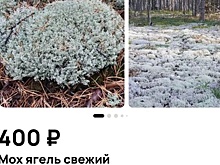 Во Владимирской области завели дело из-за сбора и продажи ягеля