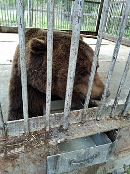 Жители Челябинской области объединились в помощи осиротевшему медведю