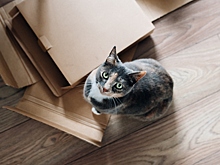 Новоселье – на всю улицу веселье!