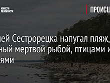 Жителей Сестрорецка напугал пляж с мертвой рыбой, птицами и тюленями