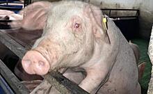 Управление ветеринарии выплатит курскому «Реуту» почти 200 млн ущерба за ликвидированных из-за АЧС свиней