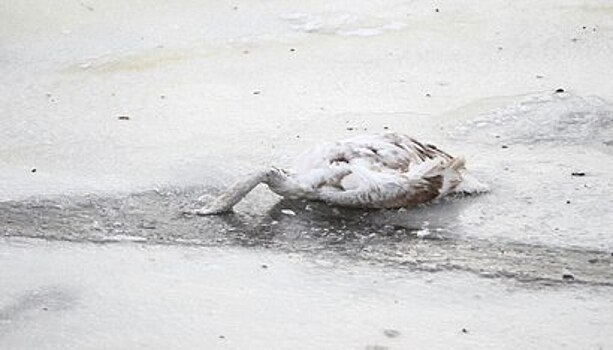 У павших в Калининграде лебедей обнаружен птичий грипп
