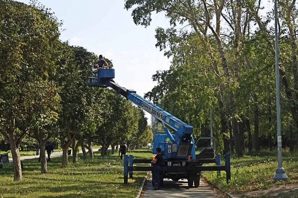 Власти Екатеринбурга намерены обрезать тысячи деревьев