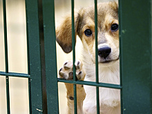 Жителей Шурышкарского района пригласили помочь бездомным животным