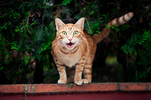 Сибирские ученые научились определять темперамент кошек