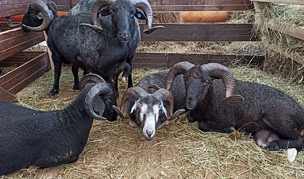 В Волгограде впервые проходит выставка племенных овец и коз