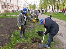 Во Владимире заложили березовую аллею героев