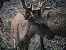 17 декабря в Волгограде спасли застрявшую в заборе косулю