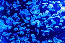 Видео: Азовское море превратилось в желе из-за медуз