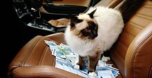 Уникальный случай в мировой криминалистике: кошка в Минске обкрадывала квартиры, а помощью в этом служила валерьянка