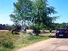 Посетители на секунду вышли из машины в сафари-парке с гепардами