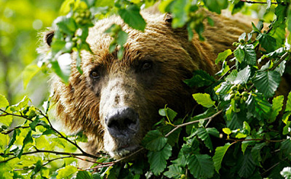 Медведь изуродовал лицо сибиряку-охотнику